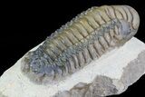 Top Quality, Crotalocephalina Trilobite - Atchana, Morocco #71680-3